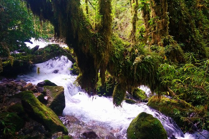Trekking Alerce Andino National Park - Trekking Through Ancient Forests