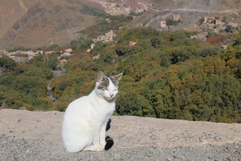 Trekking and Hiking in Morocco 2 Day Trek in Atlas Mountains - Meeting Point and Accessibility