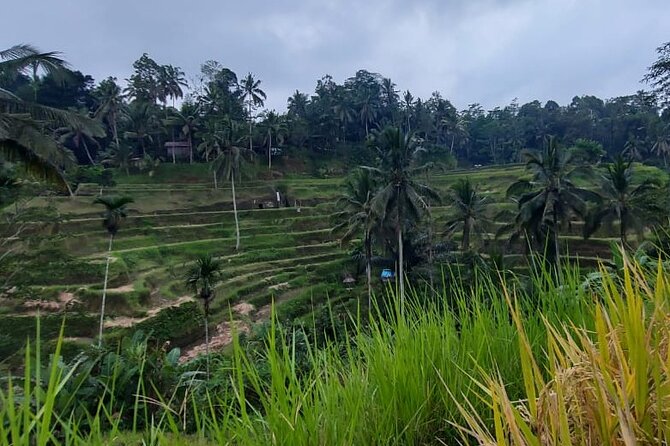 Trekking and Tegallalang Rice Terace Field Including Cascade Waterfall Tour - Pricing and Cancellation Policy