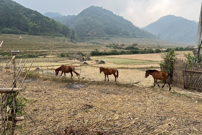 Trekking Ban Gioc Waterfall to Hidden Village on Unique Route - Traveler Reviews and Recommendations