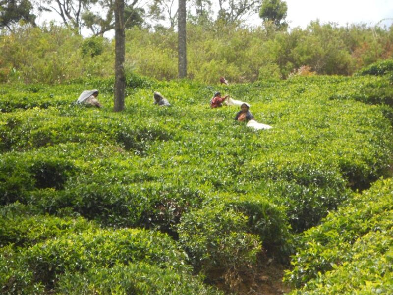 Trekking From Kandy to Ella - Accommodation and Meals
