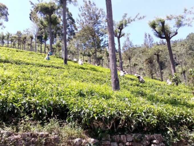 Trekking From Kandy to Ella - Cancellation and Payment Options