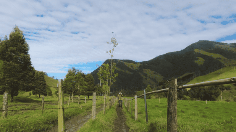 Trekking/Hiking in the Cocora Valley From Pereira or Armenia - Key Points