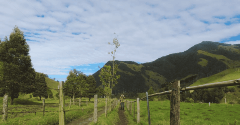 Trekking/Hiking in the Cocora Valley From Pereira or Armenia - Exploring the Cocora Valleys Biodiversity