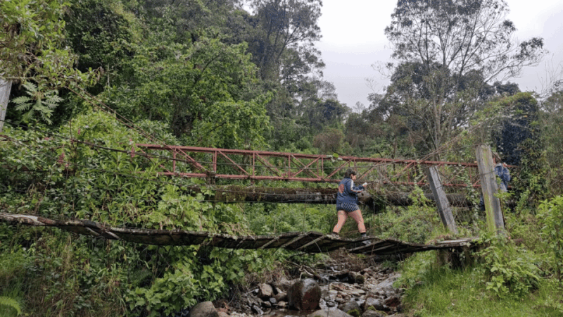 Trekking/Hiking in the Cocora Valley From Pereira or Armenia - Encounter With Iconic Wax Palms