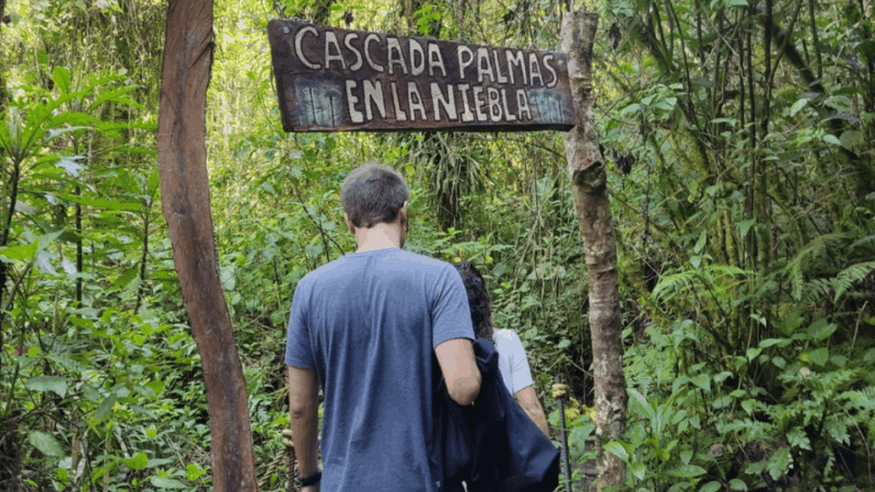 Trekking/Hiking in the Cocora Valley From Pereira or Armenia - Guided by Knowledgeable Local Experts