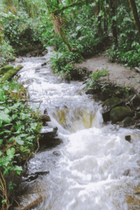Trekking/Hiking in the Cocora Valley From Pereira or Armenia - Recap