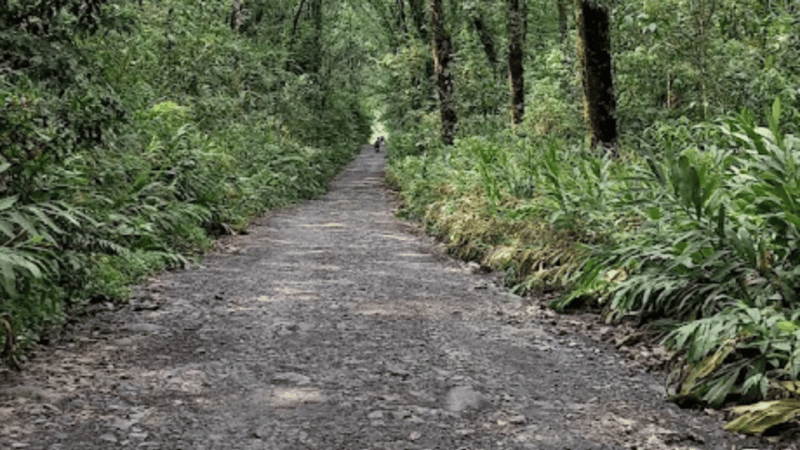 Trekking/Hiking Yarumo Blanco Waterfall From Pereira or Armenia - Inclusions and Exclusions