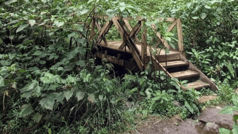 Trekking/Hiking Yarumo Blanco Waterfall From Pereira or Armenia - Environmental Commitment