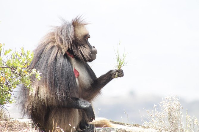 Trekking in Ethiopias Lalibela Wollo Highland 4 Days / 3 Nights - Booking Information