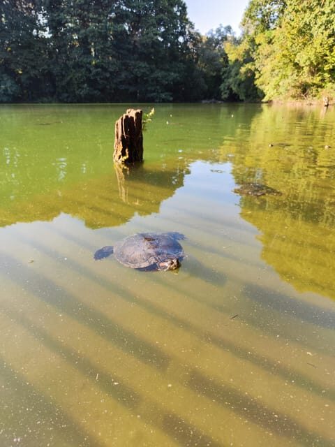 Trekking in the Wood With Picnic on the Turtles Lake - Overview of the Trekking Experience
