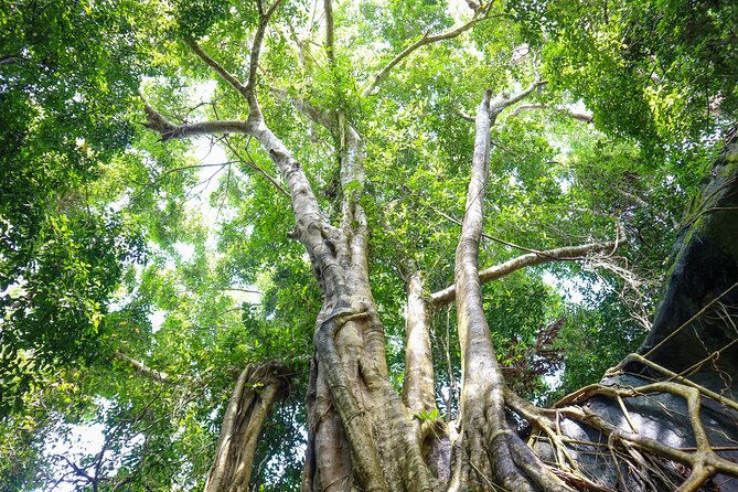 Trekking in Tien Son Dinh, Phu Quoc - Key Considerations