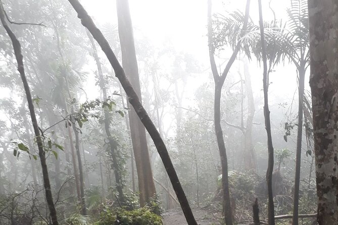 Trekking Mt. Liamuiga Volcano (Full-Day Guided ) - Customer Reviews and Ratings