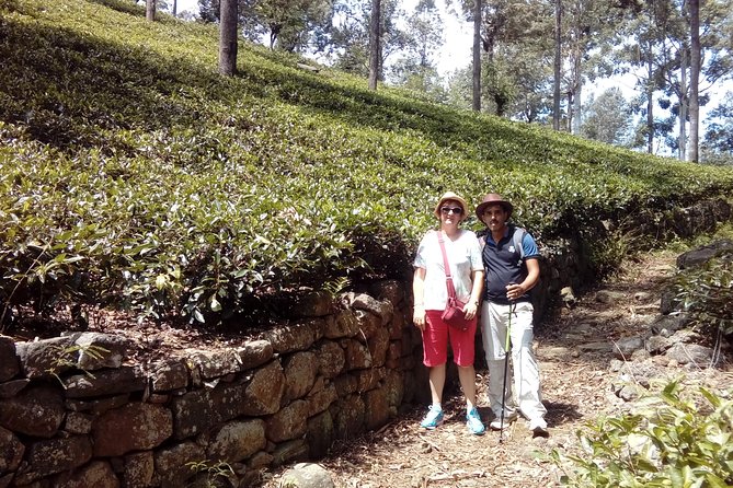 Trekking & Picnic in The Tea Plantation From Ella, Haputale & Bandarawela - Tour Highlights