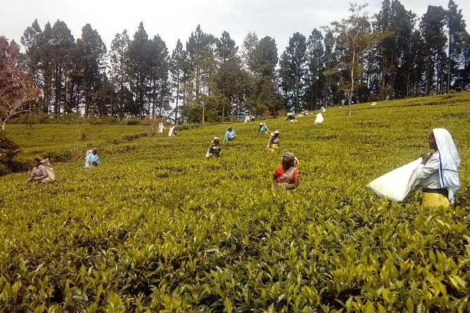 Trekking & Picnic in The Tea Plantation From Ella, Haputale & Bandarawela - Inclusions