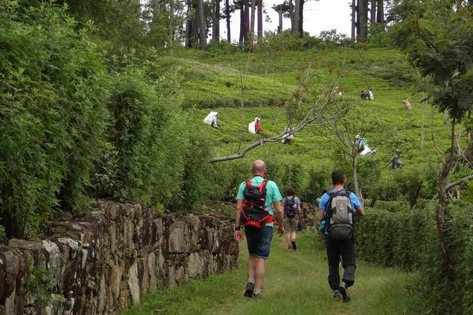 Trekking & Picnic in The Tea Plantation From Ella, Haputale & Bandarawela - Meeting and Pickup