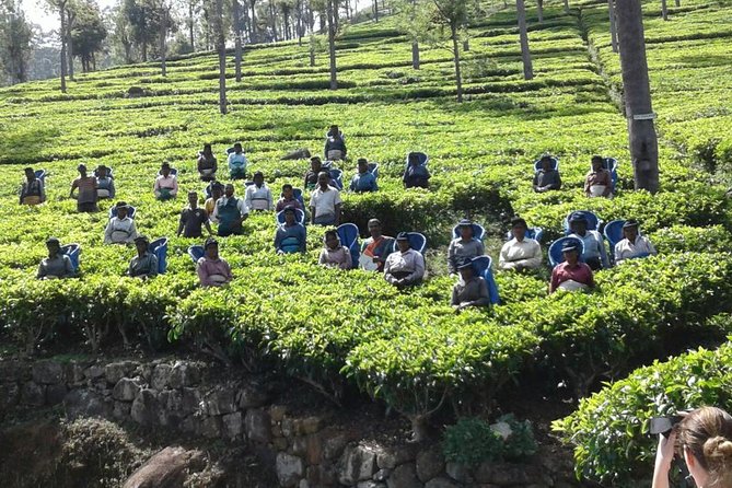 Trekking & Picnic in The Tea Plantation From Ella, Haputale & Bandarawela - What to Expect