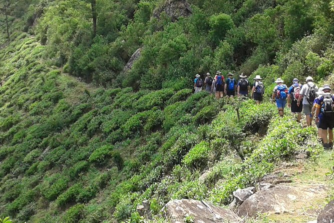 Trekking & Picnic in The Tea Plantation From Ella, Haputale & Bandarawela - Reviews