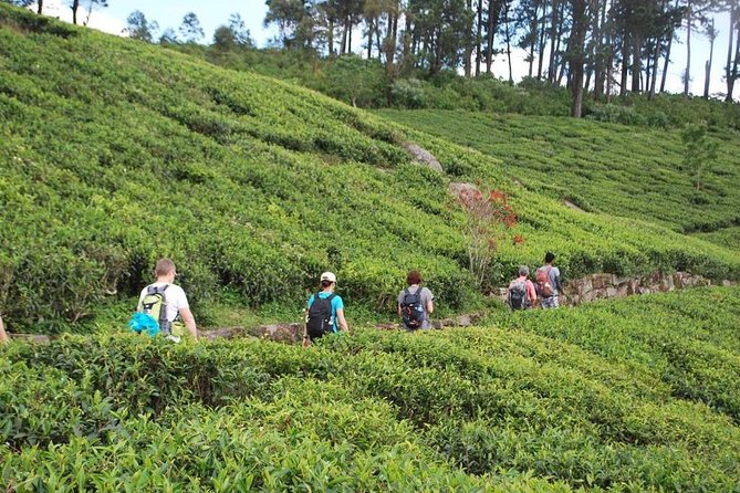 Trekking & Picnic in The Tea Plantation From Ella, Haputale & Bandarawela - Tea Culture in Sri Lanka