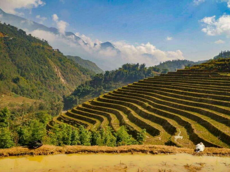 Trekking Sapa 1 Day With Local Guide, Terraced Rice Fields - An Authentic Day in Sapa’s Mountain Heart