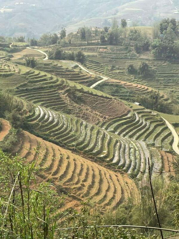 Trekking Sapa 1 Day With Local Guide, Terraced Rice Fields - The Sum Up