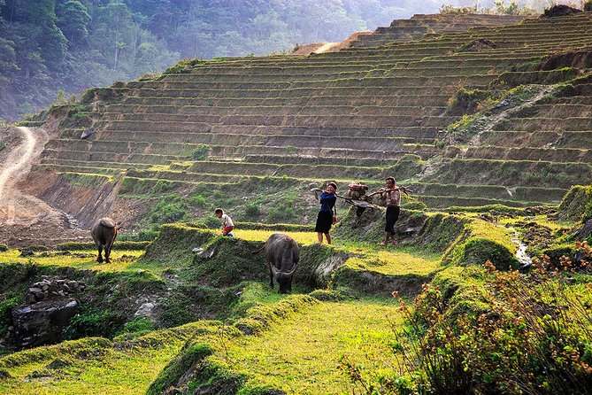 Trekking Through Rice Terraced Fields - 1Day​ - Group Size