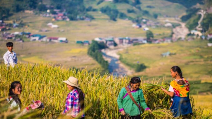 Trekking Through Rice Terraced Fields - Itinerary of the Trekking Tour