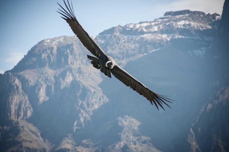 Trekking to the Colca Canyon - 3 Days - Booking Information