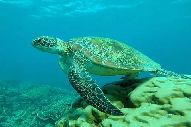 Trekking to Wae Rebo and Snorkeling in Komodo National Park - Booking Information