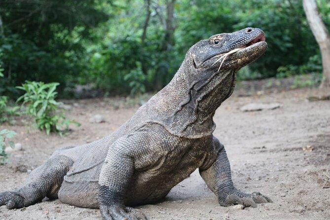 Trekking to Wae Rebo and Snorkeling in Komodo National Park - Trekking to Wae Rebo