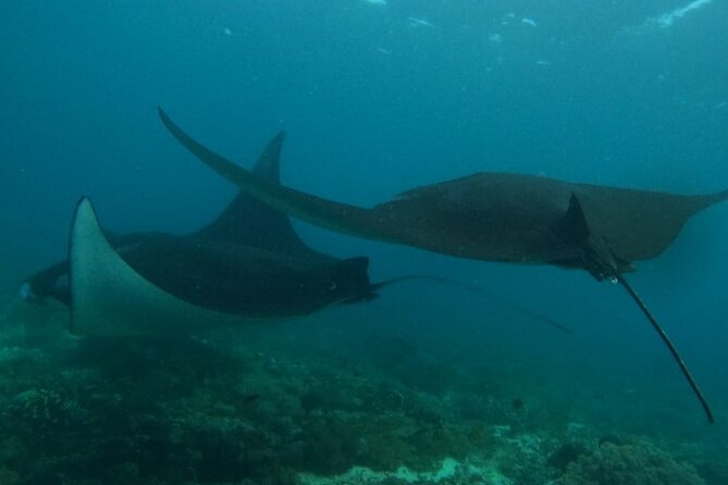 Trekking to Wae Rebo and Snorkeling in Komodo National Park - Snorkeling in Komodo National Park