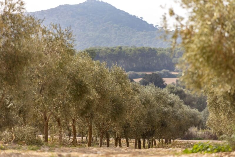 Treurer: Mediterranean Barbecue Night - Key Points