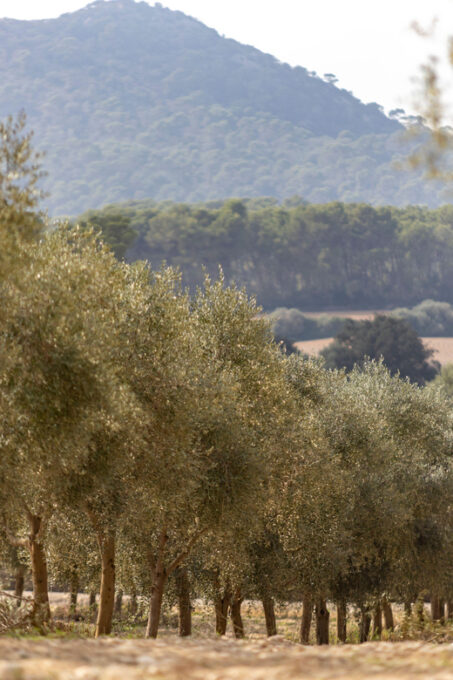 Treurer: Mediterranean Barbecue Night - Barbecue Menu