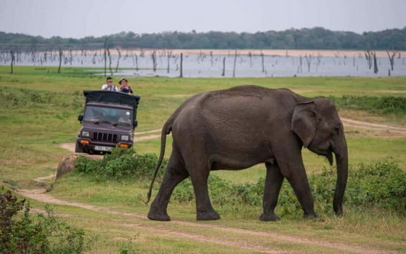 Trincomalee to Sigiriya:Rural Village Tour & Elephant Safari - An In-Depth Look at the Experience