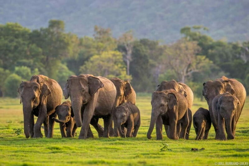 Trincomalee to Sigiriya:Rural Village Tour & Elephant Safari - Authenticity and Cultural Touchpoints