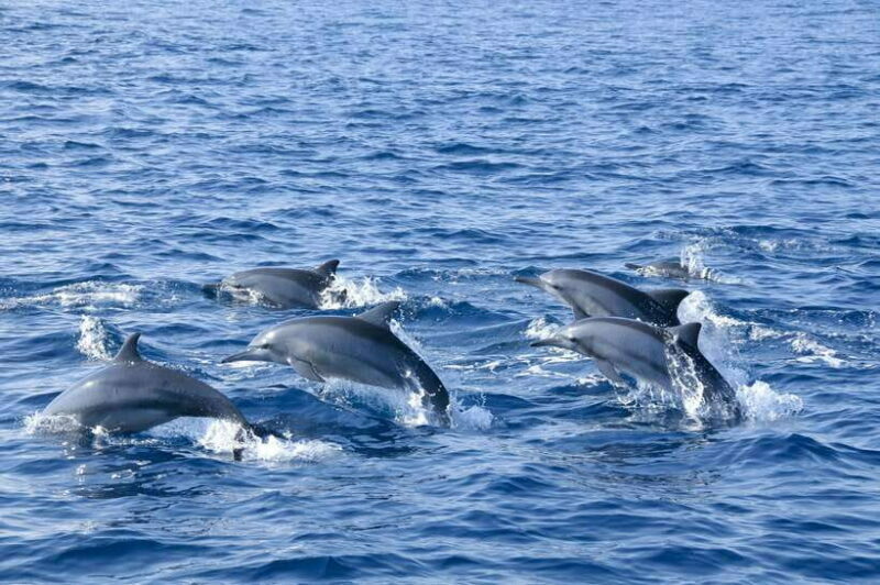 Trincomalee: Whale & Dolphin Safari Tour with Expert Guides - Key Points