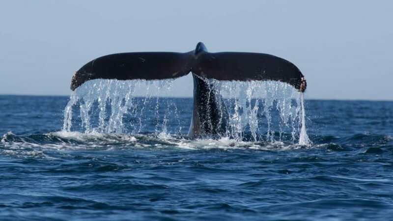 Trincomalee: Whale & Dolphin Safari Tour with Expert Guides - An Authentic, Well-Rounded Whale & Dolphin Safari