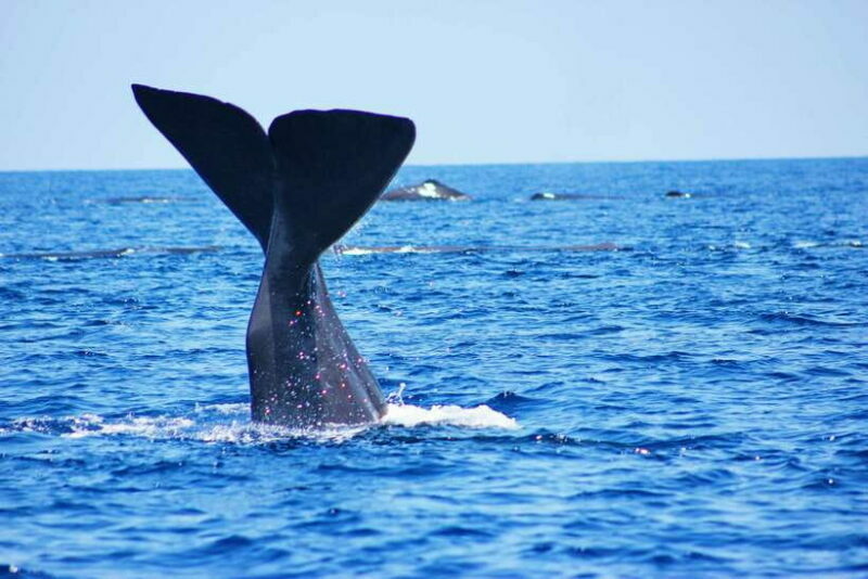 Trincomalee: Whale & Dolphin Safari Tour with Expert Guides - Final Thoughts