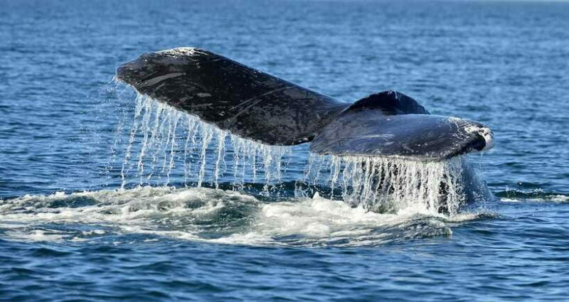 Trincomalee: Whale & Dolphin Safari Tour with Expert Guides - FAQ