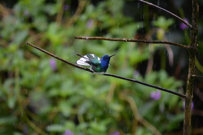 Trinidad Nature and Asa Wright Center Full-Day Tour From Port of Spain - Tour Requirements and Restrictions