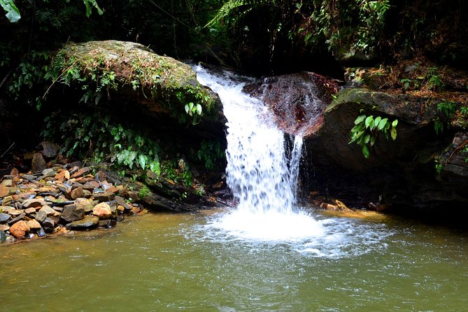 Trinidad Nature and Asa Wright Center Full-Day Tour From Port of Spain - Asa Wright Nature Center Visit
