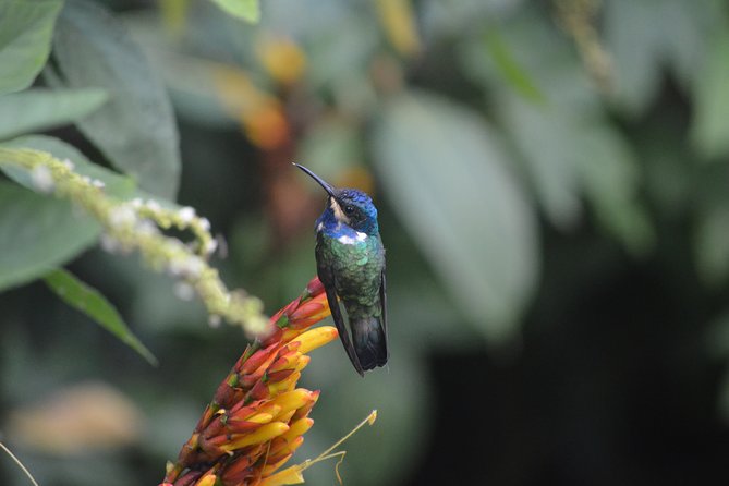 Trinidad Nature and Asa Wright Center Full-Day Tour From Port of Spain - Feedback and Reviews