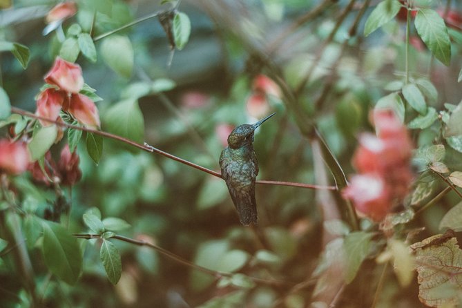 Trinidad Nature & Hummingbird Experience - Tour Highlights