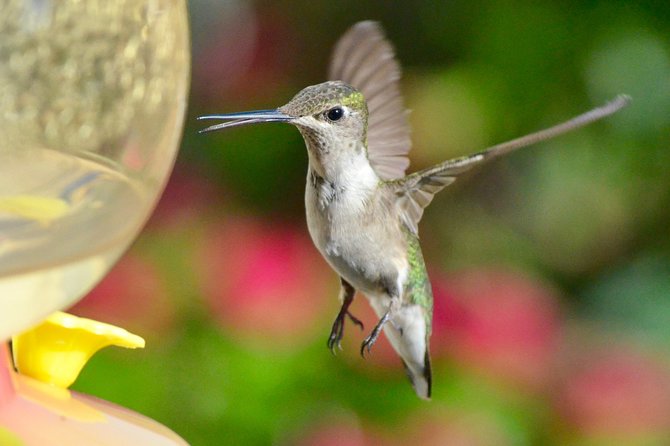 Trinidad Nature & Hummingbird Experience - Guest Reviews