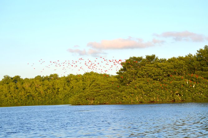 Trinidad Northern Eco-Cultural Full-Day Highlights Tour From Port of Spain - Caroni Bird Sanctuary Cruise