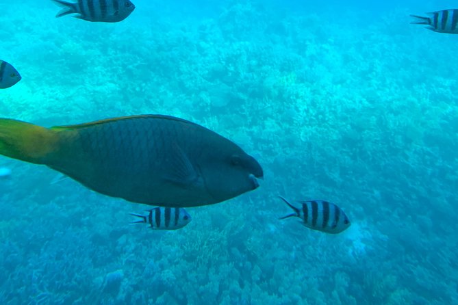 Trip on a Glass Bottom Boat From Hurghada - Inclusions and Pricing Details