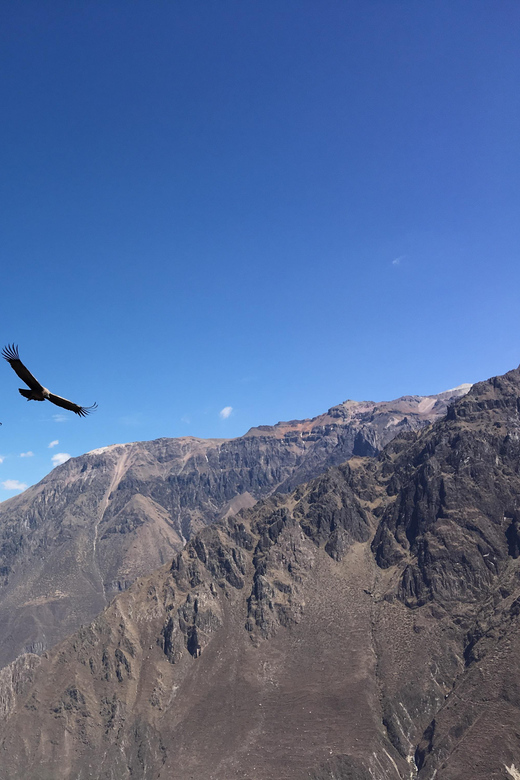 Trip to Colca Canyon 2 Days + Transfer to Puno With Meals - Colca Canyon Exploration