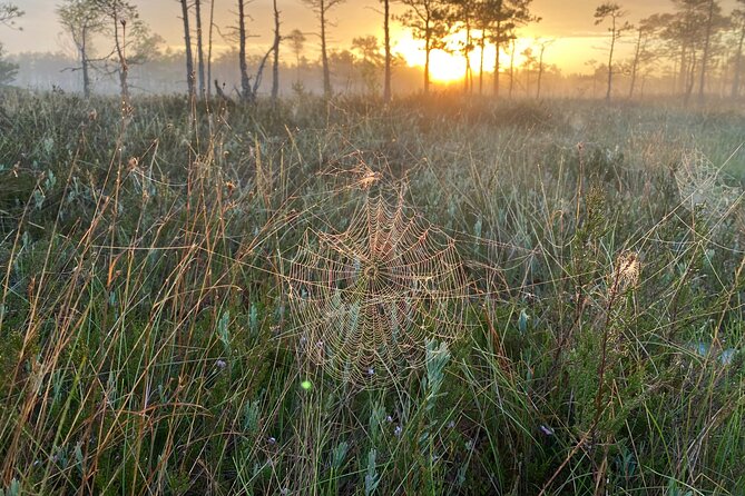 Trip to Kemeri National Park & Jurmala From Riga - Kemeri Historical Park Tour