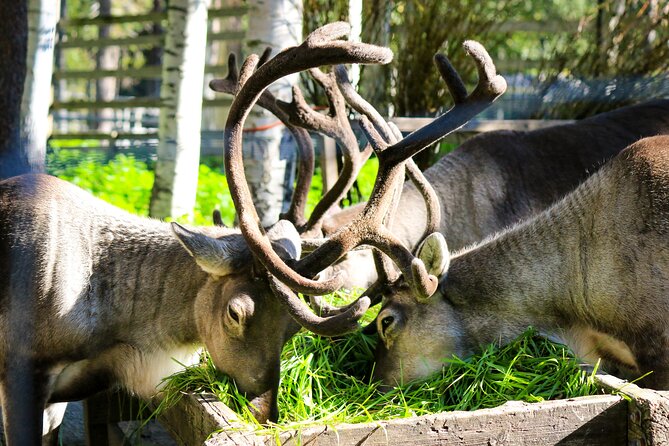 Trip to Ranua Wildlife Park - Wooden Boardwalks and Viewing