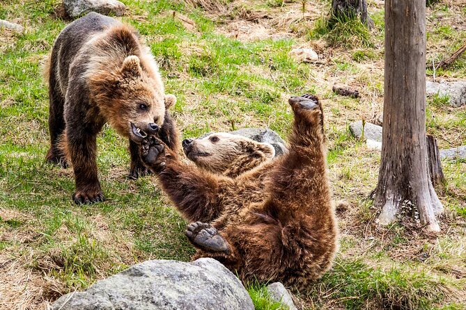 Trip to Ranua Wildlife Park - Additional Information and Policies